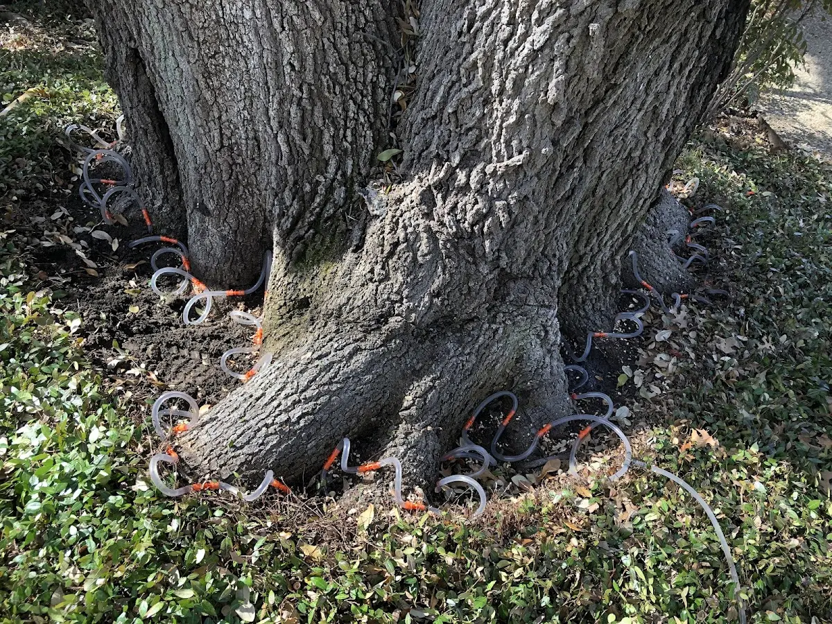 Detailed Tree Cabling and Bracing job site in Simpson